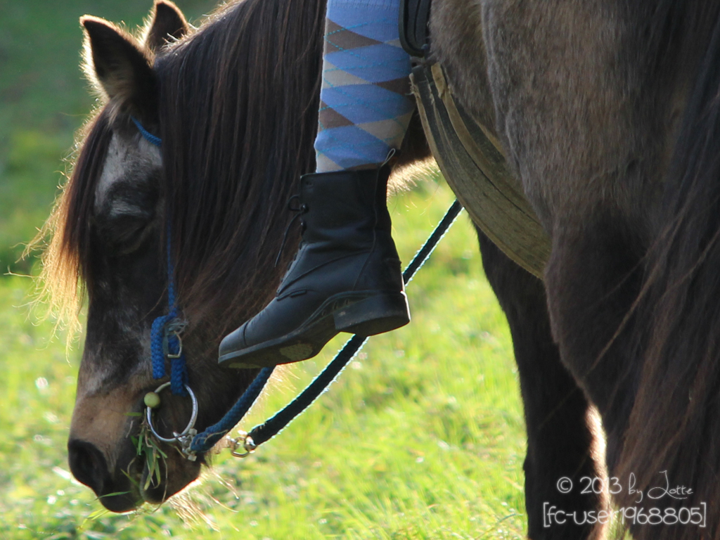 Schnappschuss in der Heide