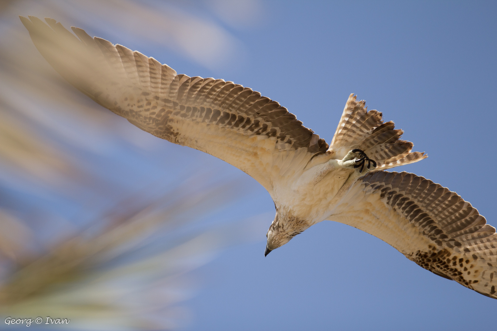 Schnappschuß in Marsa Alam