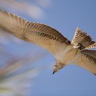 Schnappschuß in Marsa Alam