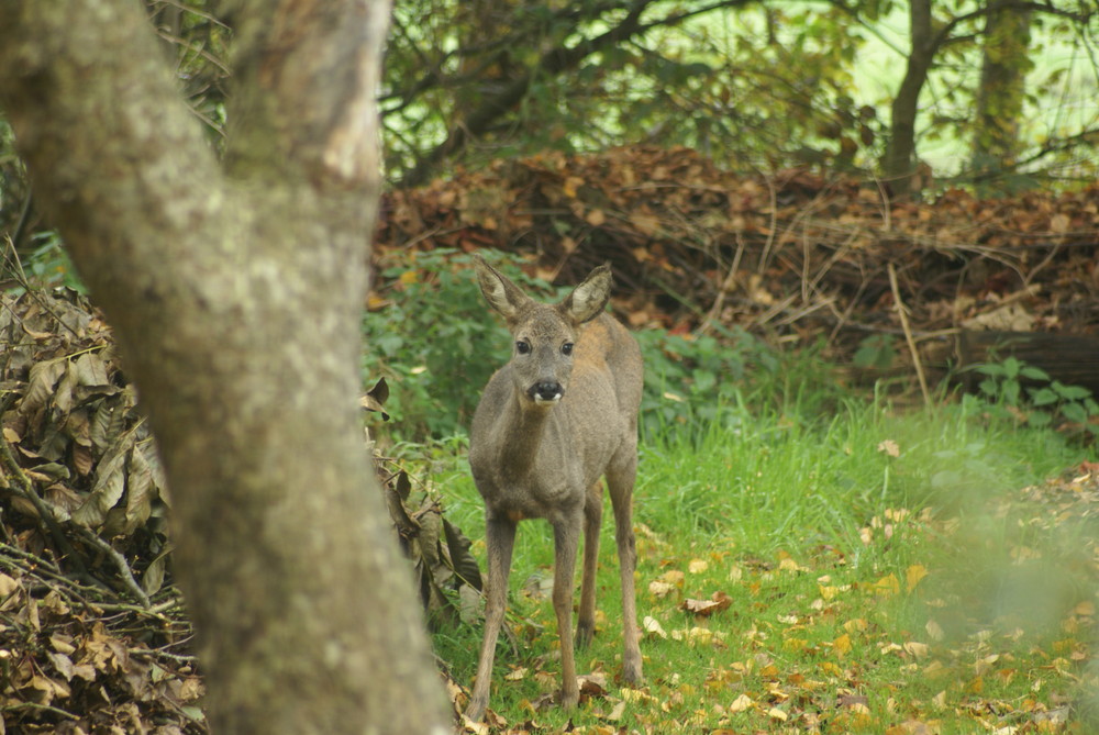 Schnappschuß in meinem Garten