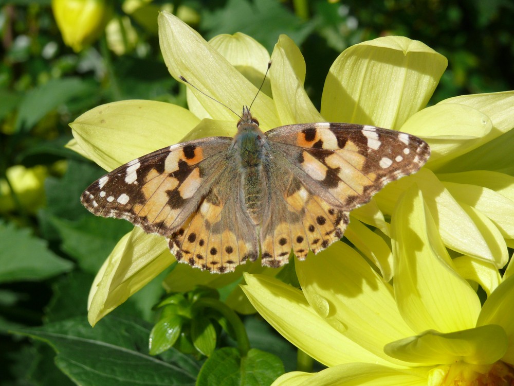 Schnappschuss in Nachbars Garten :)