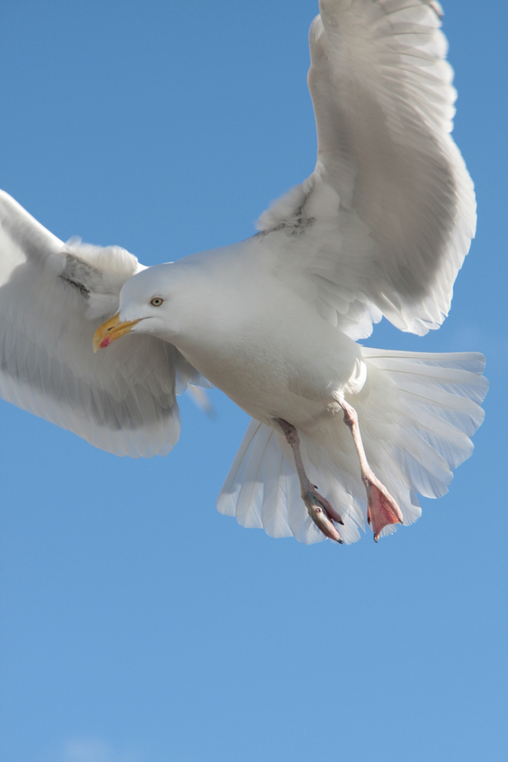 Schnappschuss in Schweden von einer Frechen Möwe