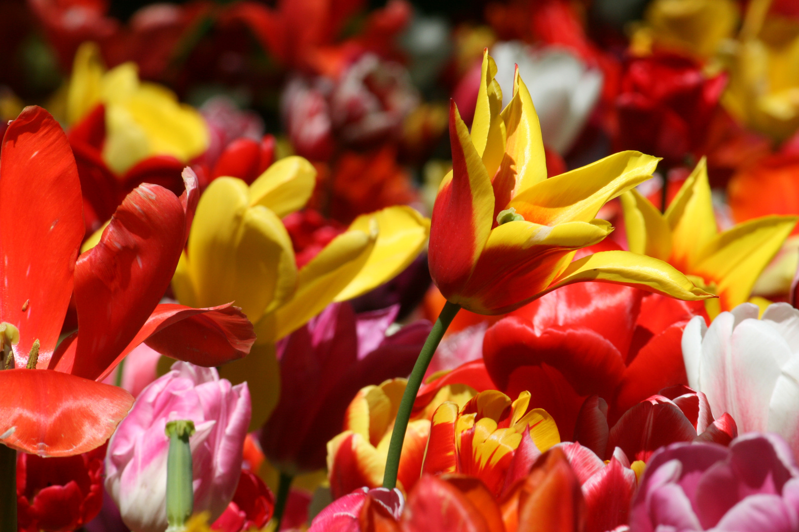 Schnappschuß Keukenhof/NL