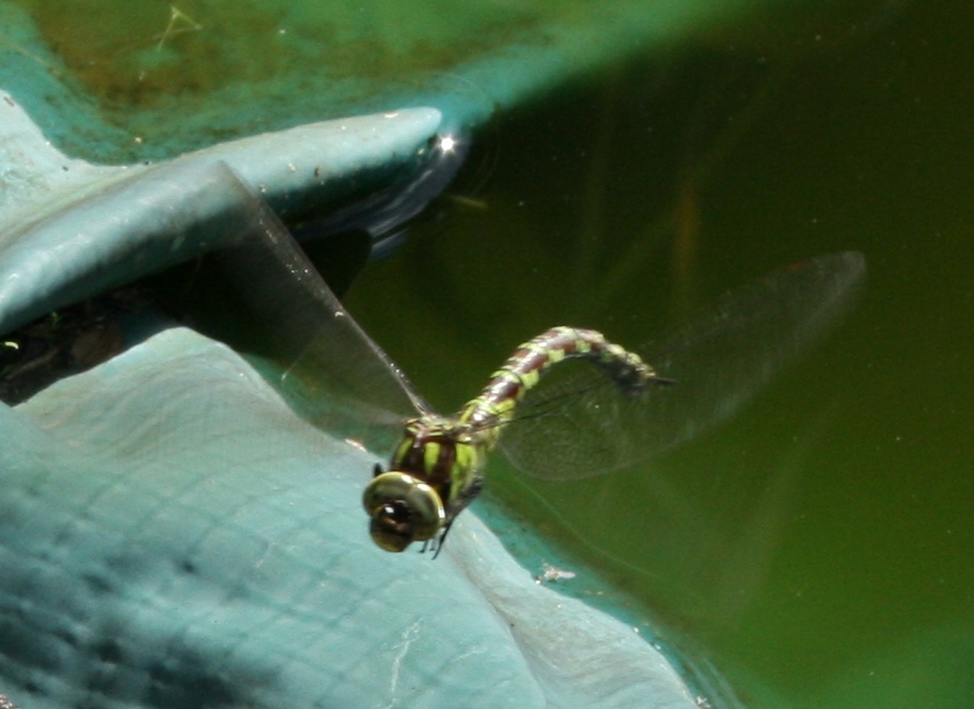 Schnappschuss Libelle im Flug