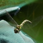 Schnappschuss Libelle im Flug