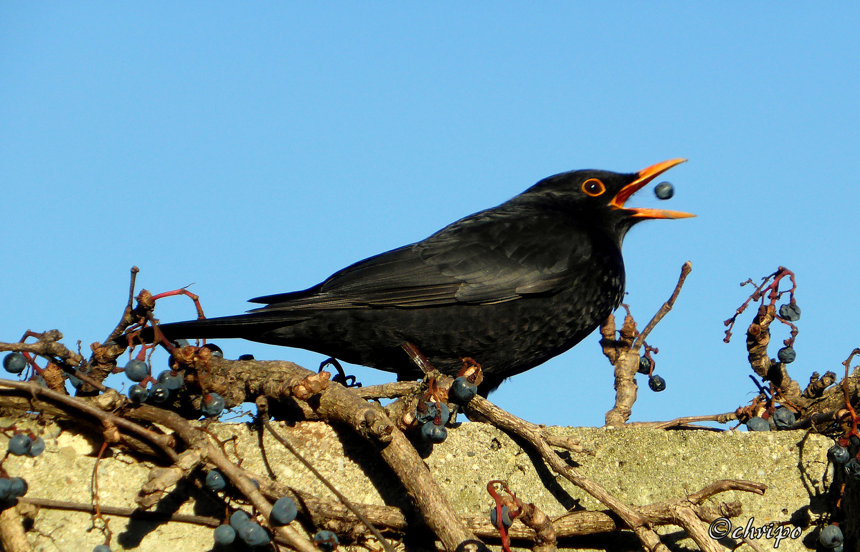 Schnappschuss mit Amsel