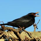 Schnappschuss mit Amsel