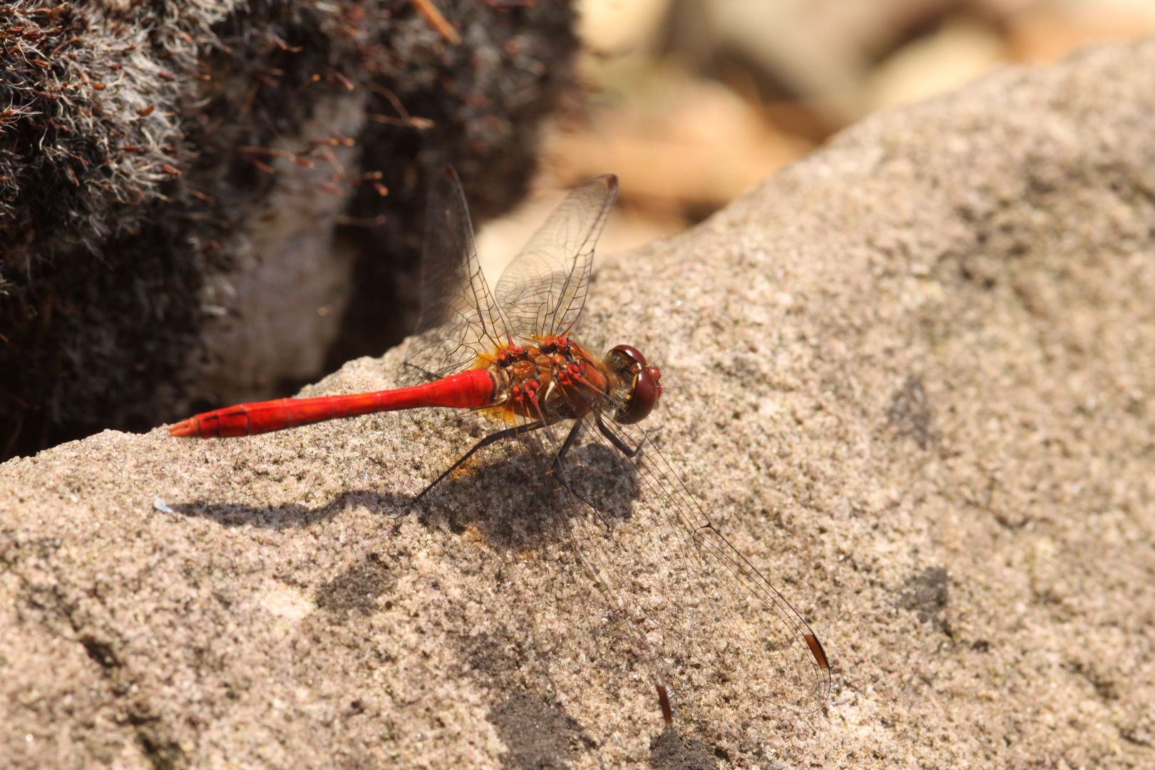 schnappschuss mit der Canon 50 D