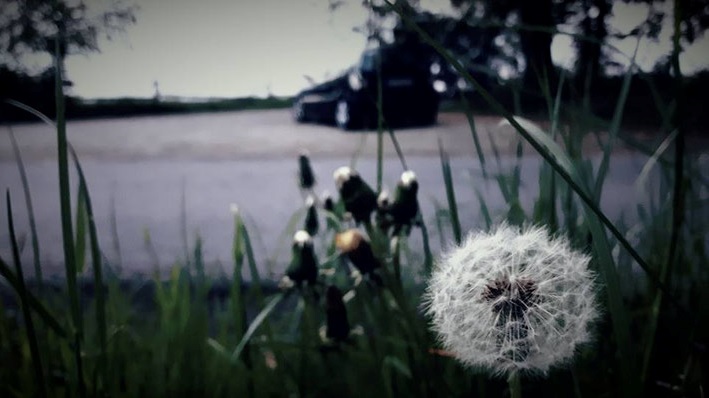 Schnappschuss - Pusteblume