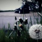 Schnappschuss - Pusteblume