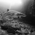 "Schnappschuß": Sandtigerhai mit Beute