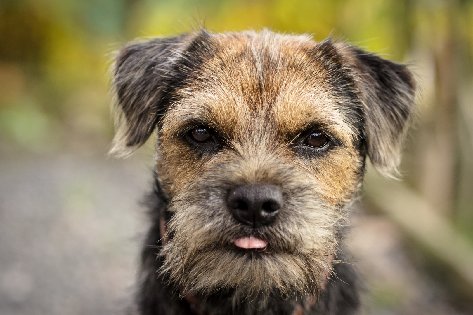 Schnappschuss von meinem Border Terrier