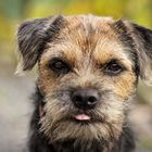 Schnappschuss von meinem Border Terrier