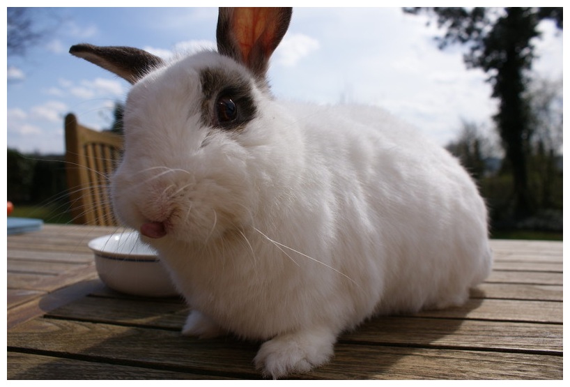 Schnappschuss von meinem Kaninchen.