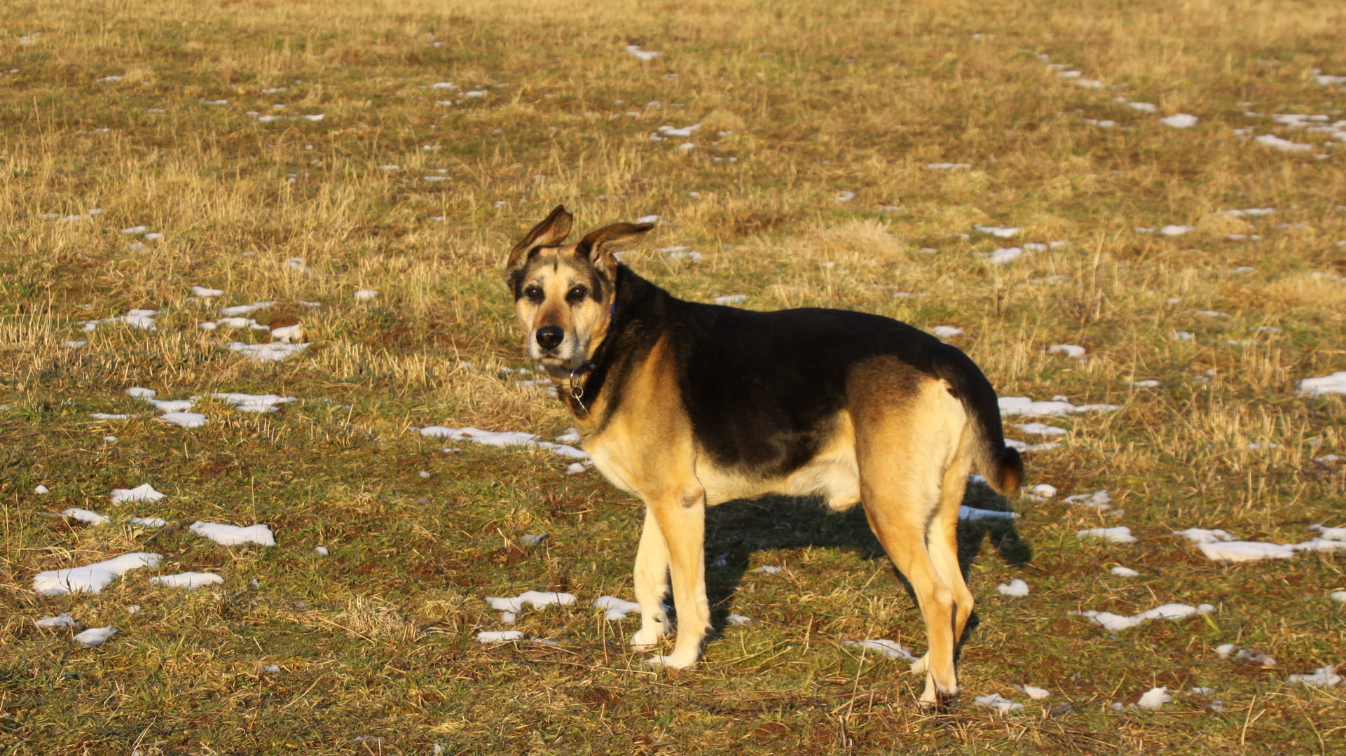 Schnappschuss von Rocky