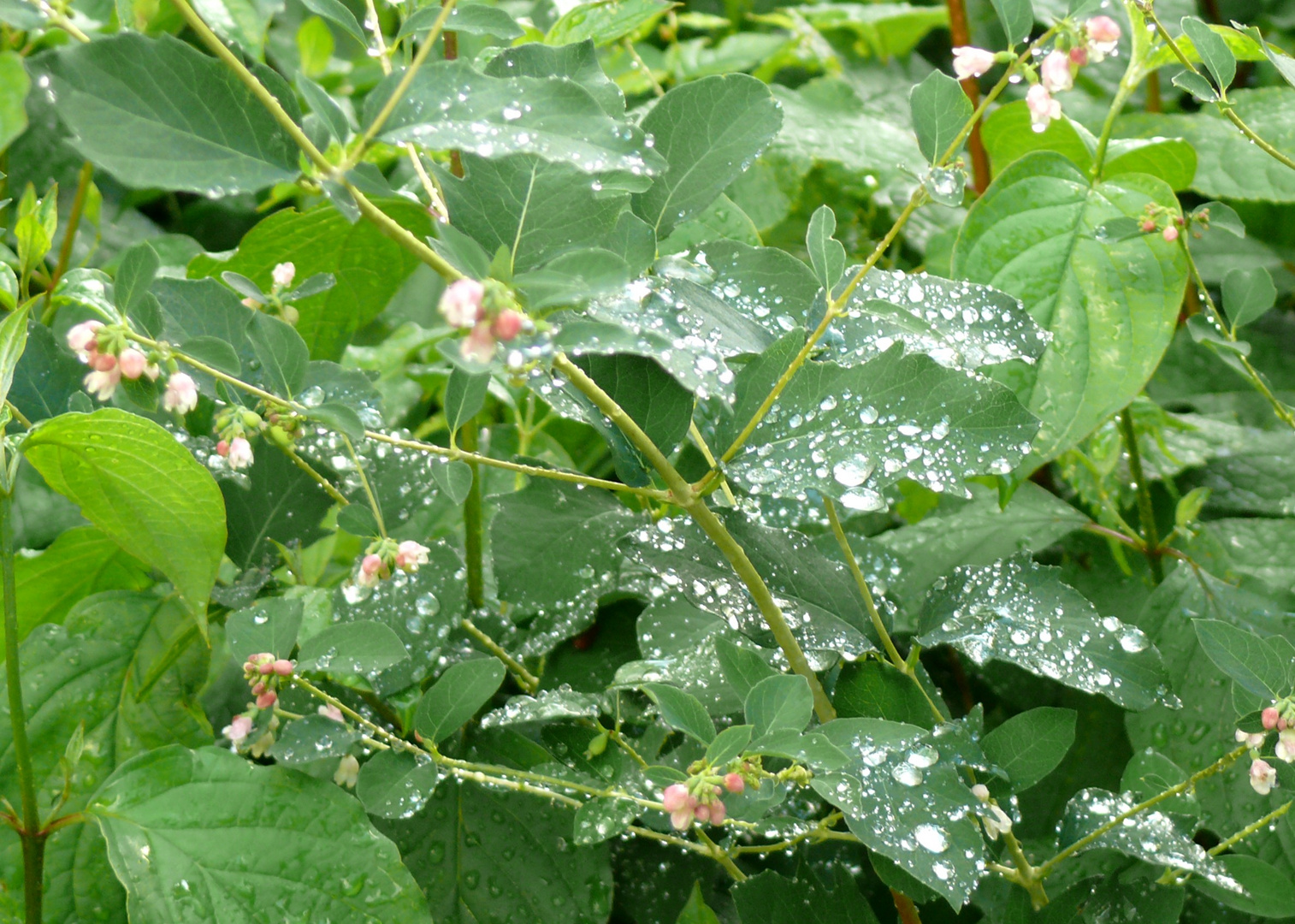 Schnappschuß Wassertropfen