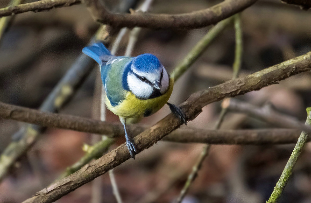 Schnaps und Meise = Blaumeise - oder lieg ich falsch?