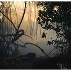 Schnapsbrennerei in den Mangroven