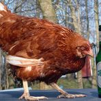 Schnapschuß 100% Bier-Huhn