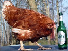 Schnapschuß 100% Bier-Huhn