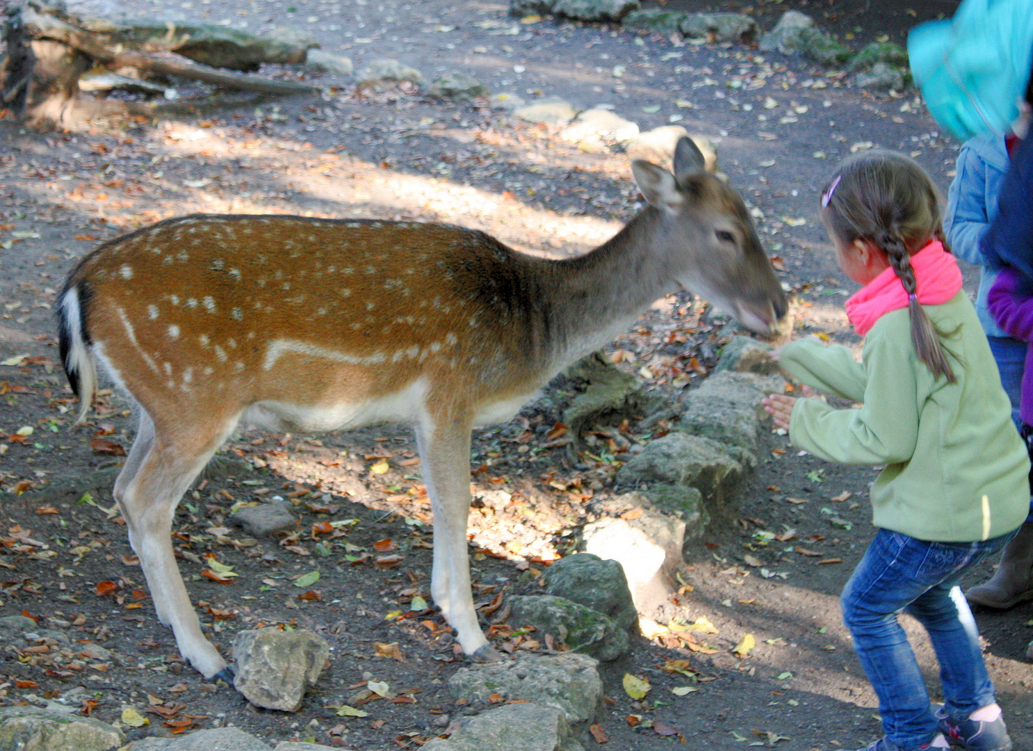 Schnapschuss im Streichelzoo