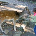 Schnapschuss im Streichelzoo