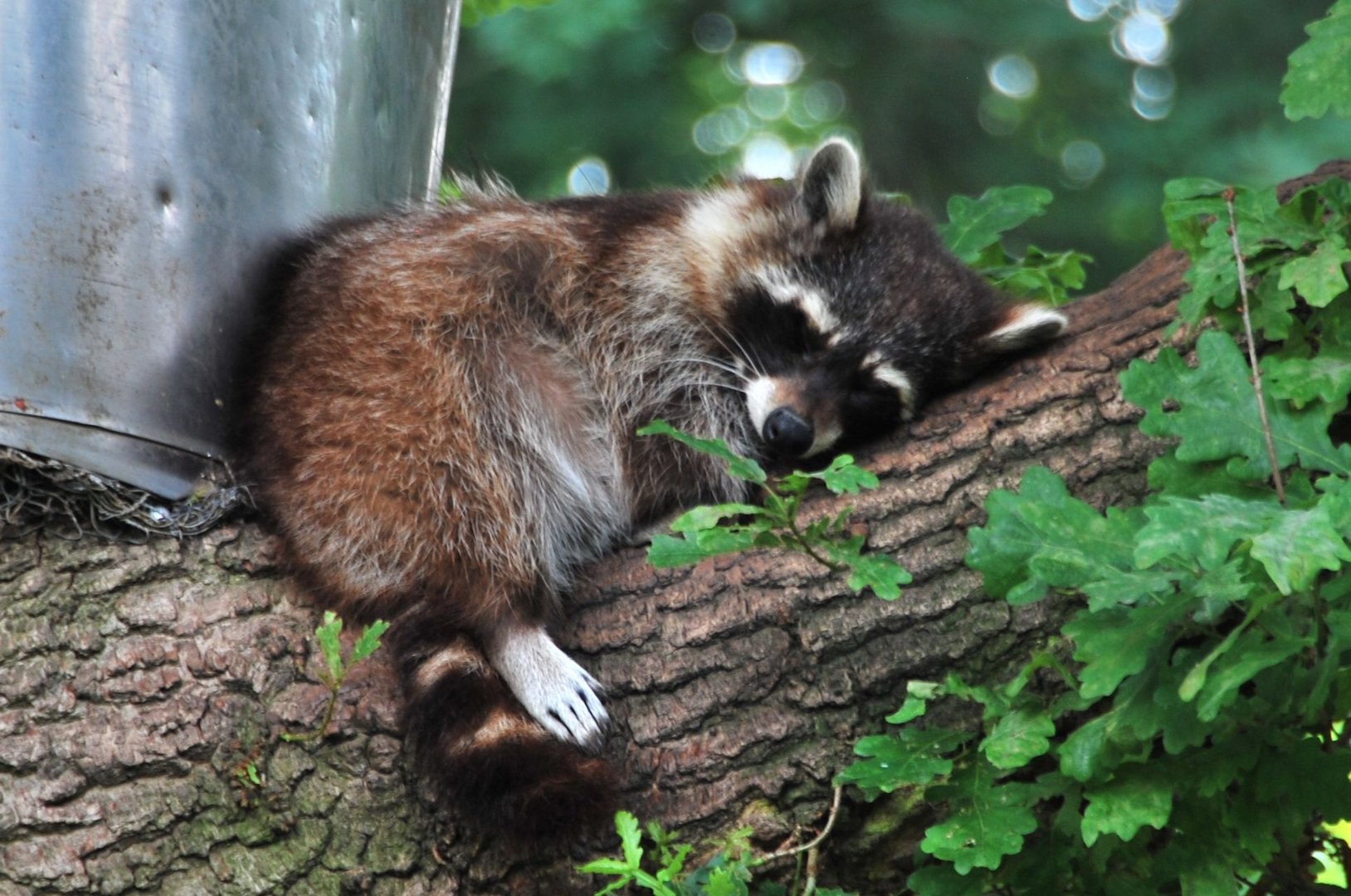 Schnarchender Waschbär