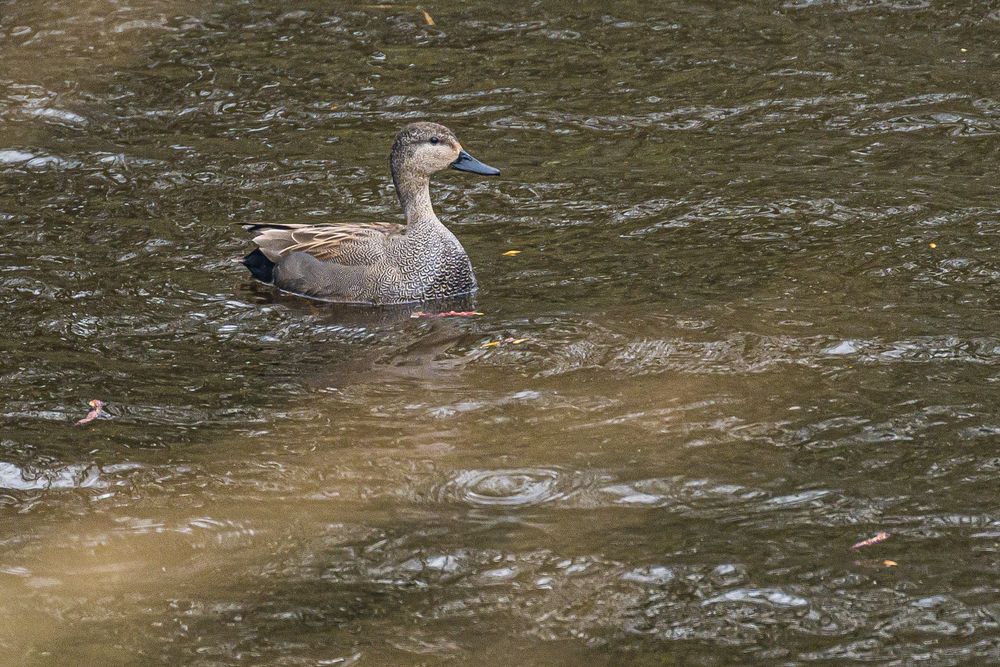 Schnatter-Ente.