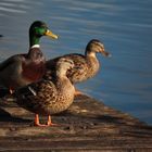 Schnatter enten