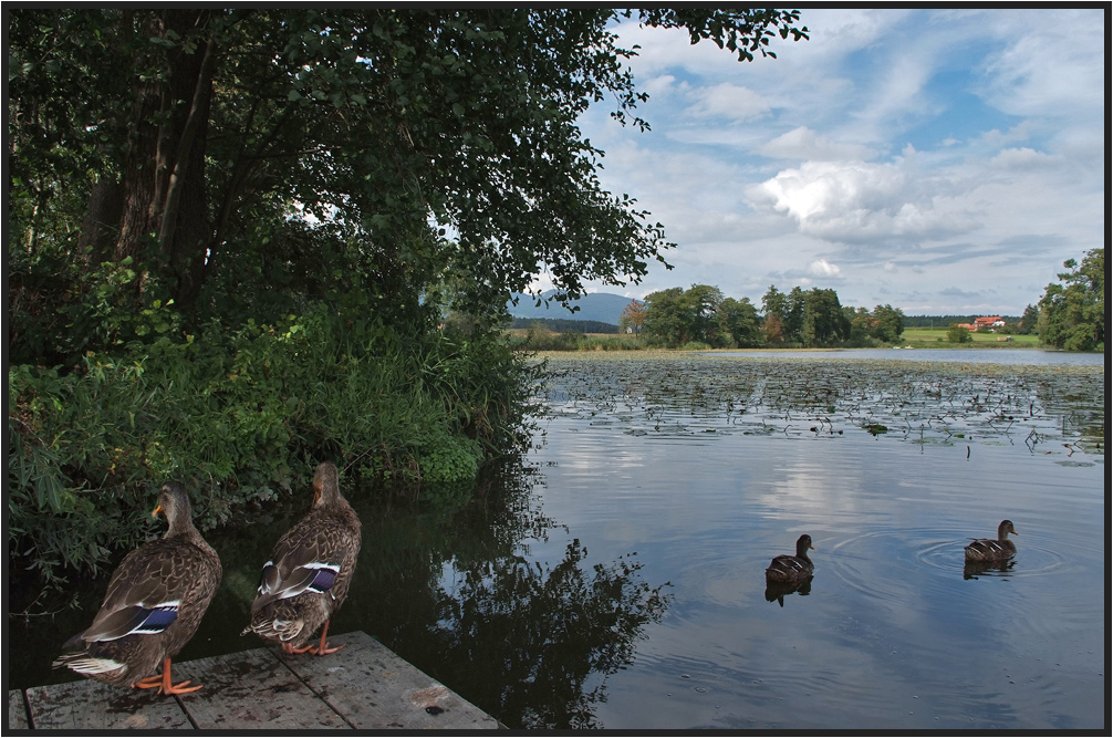 Schnatter Enten