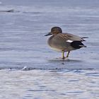 Schnatterente (Anas strepera), Männchen