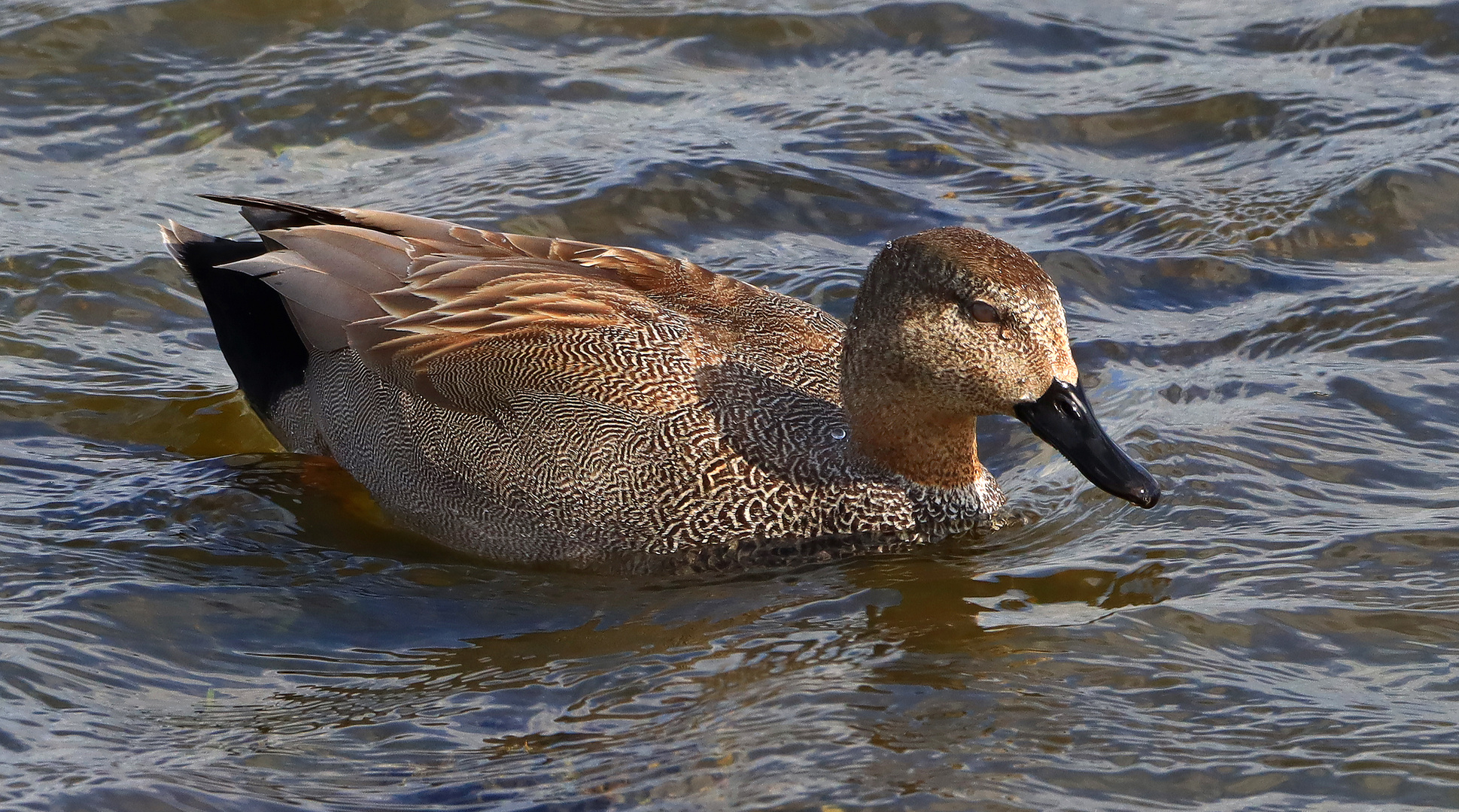 Schnatterente, Erpel im Prachtkleid, Gadwall male