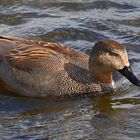 Schnatterente, Erpel im Prachtkleid, Gadwall male