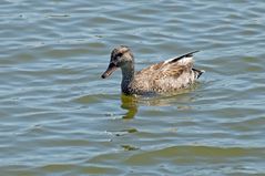 Schnatterente - Gadwall (Anas strepera)