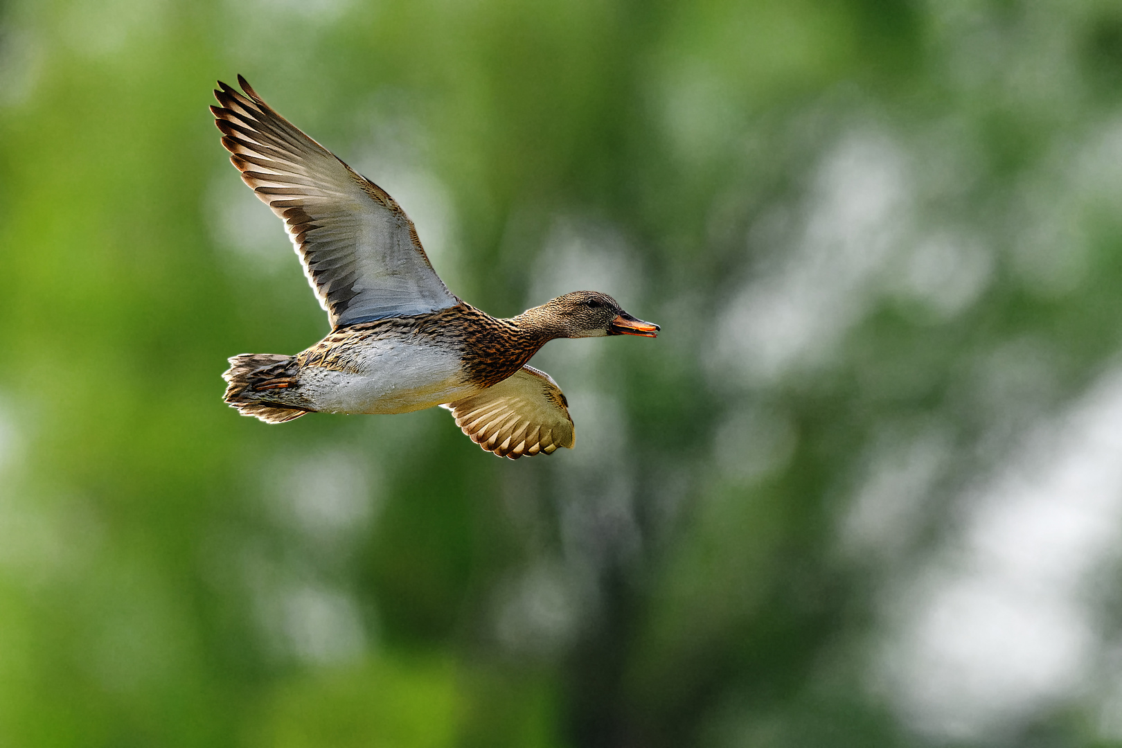 Schnatterente im Flug (2)