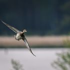 Schnatterente im Flug