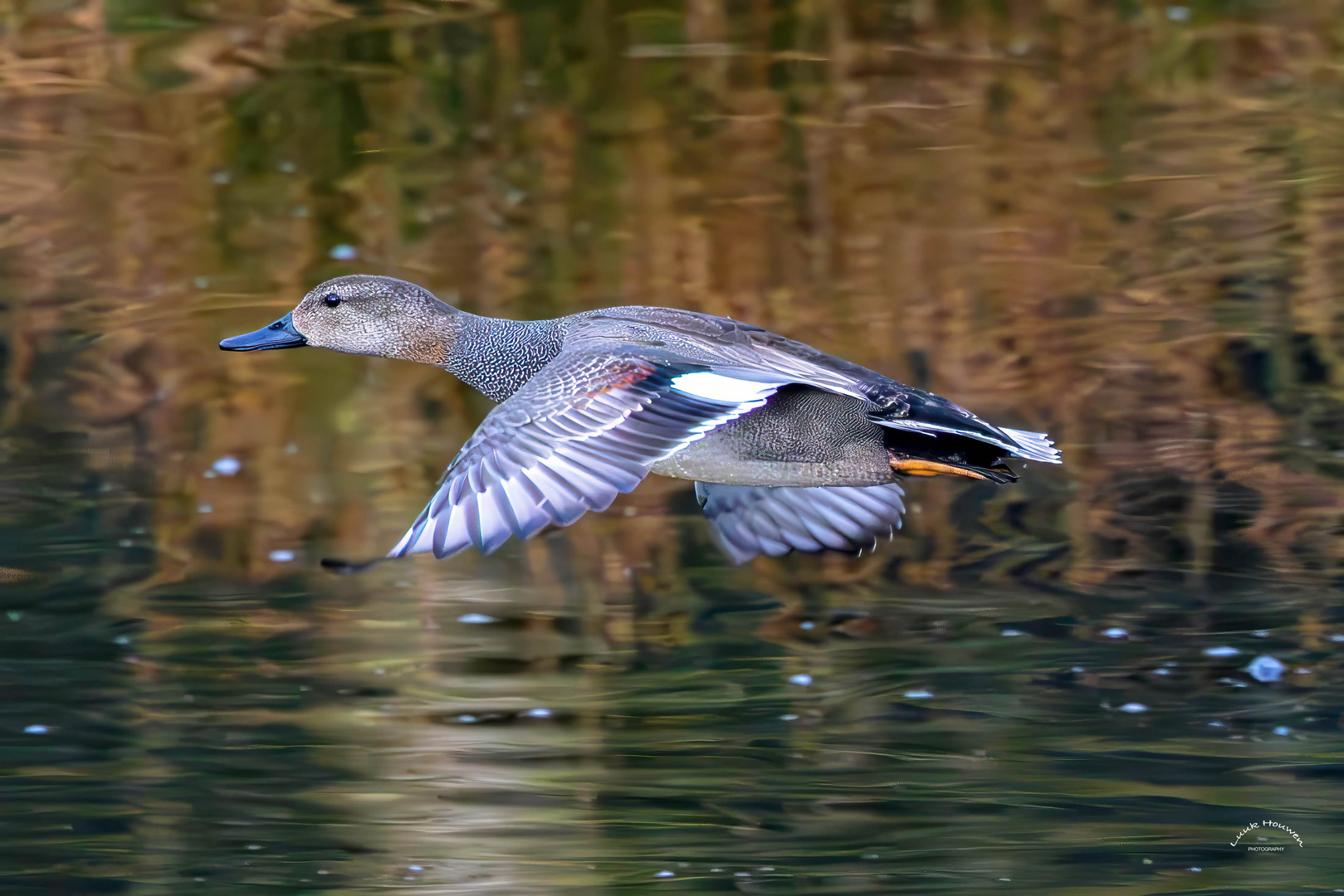 Schnatterente im Flug / Gadwall in flight