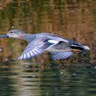 Schnatterente im Flug / Gadwall in flight