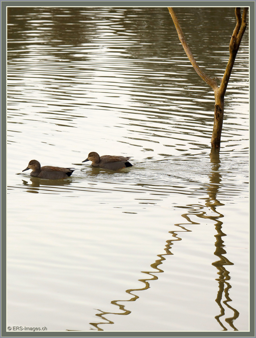 Schnatterente (Mareca strepera) Canard chipeau_Gadwall ducks_ Anatre di canapiglia 2022-12-30 004 ©