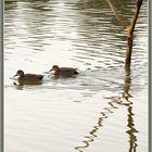 Schnatterente (Mareca strepera) Canard chipeau_Gadwall ducks_ Anatre di canapiglia 2022-12-30 004 ©