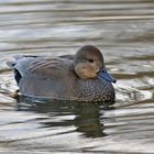 Schnatterente (Mareca strepera) männlich