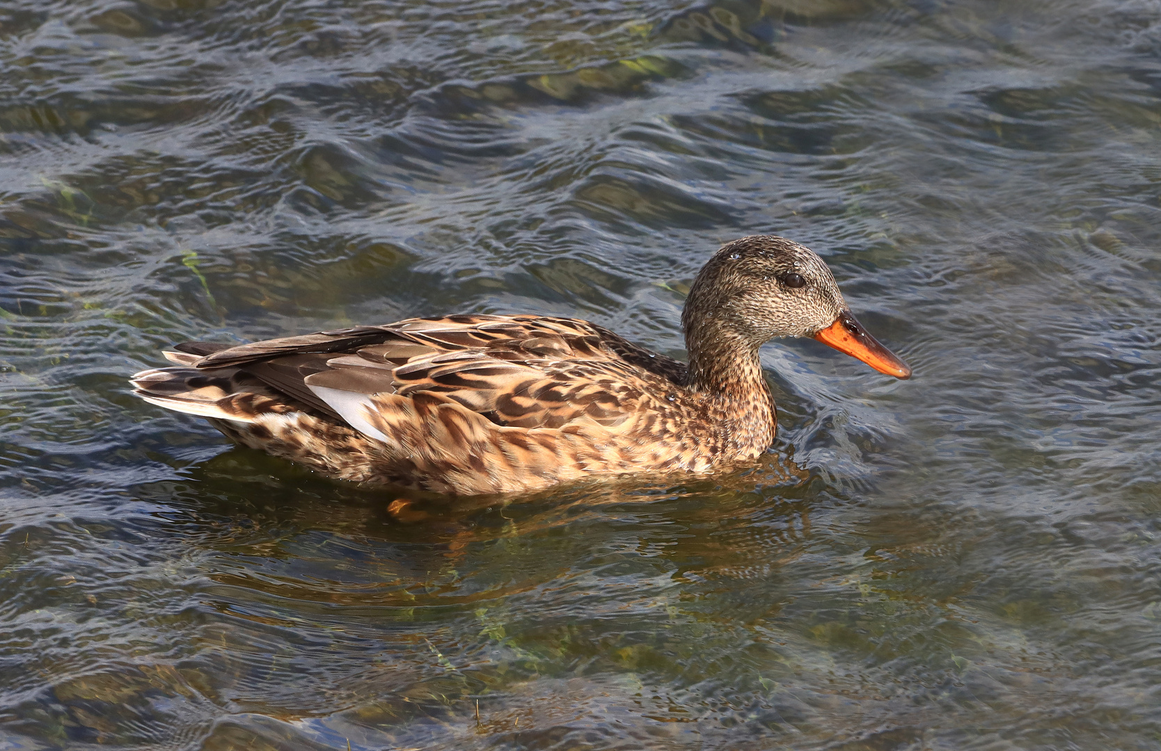 Schnatterente, weiblich, Gadwall, female