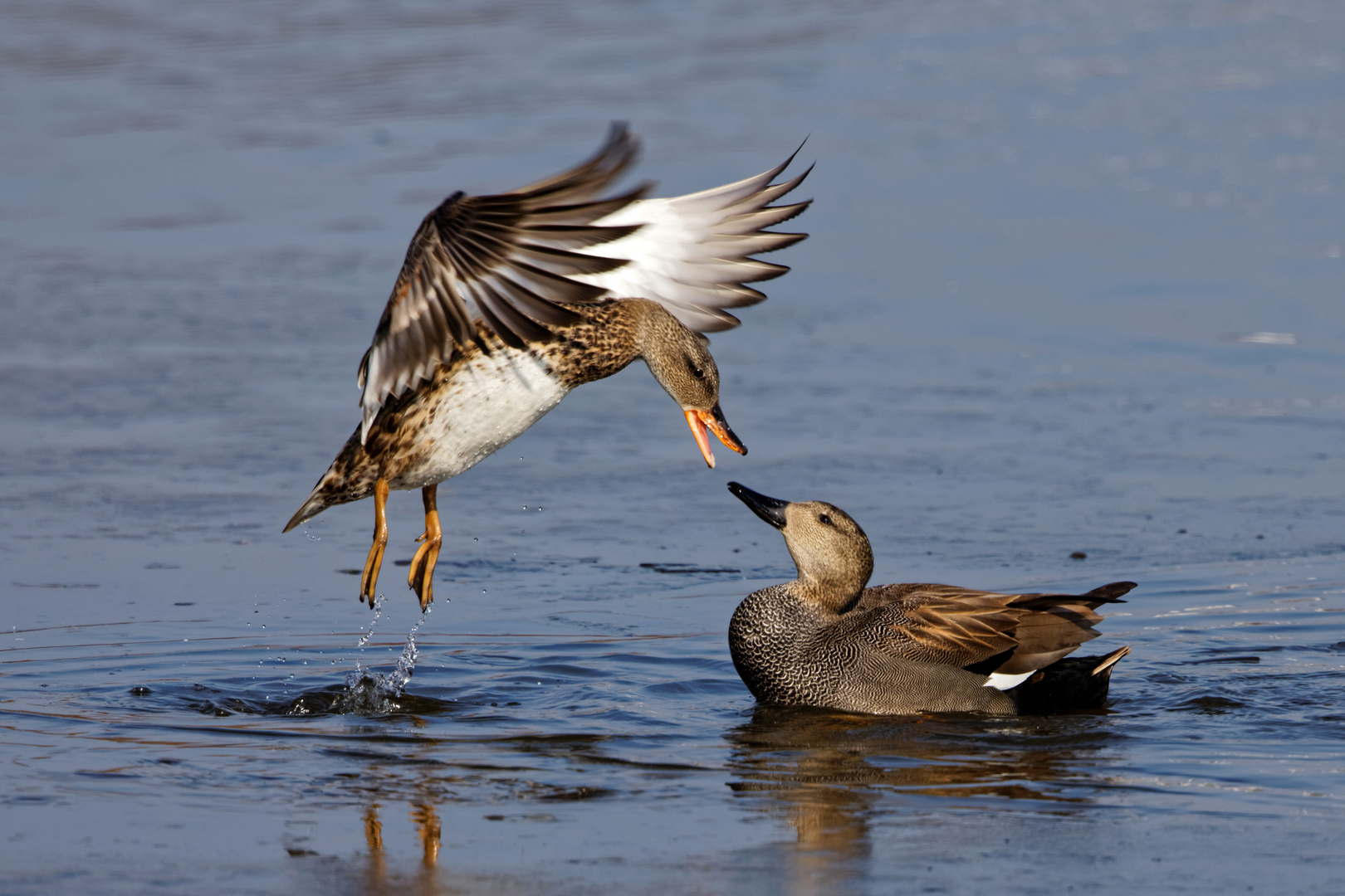 Schnatterenten Foto & Bild | natur, tiere, vögel Bilder auf fotocommunity