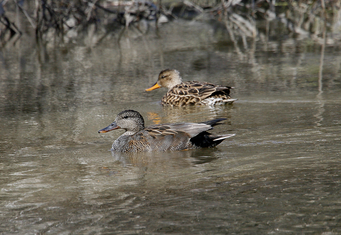 Schnatterenten, Pärchen