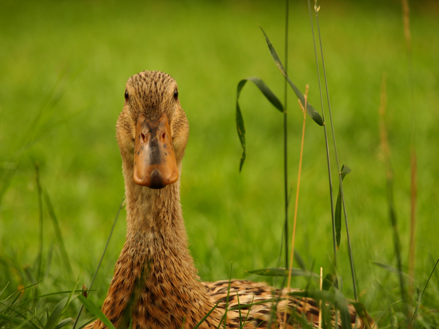 Schnatterinchen