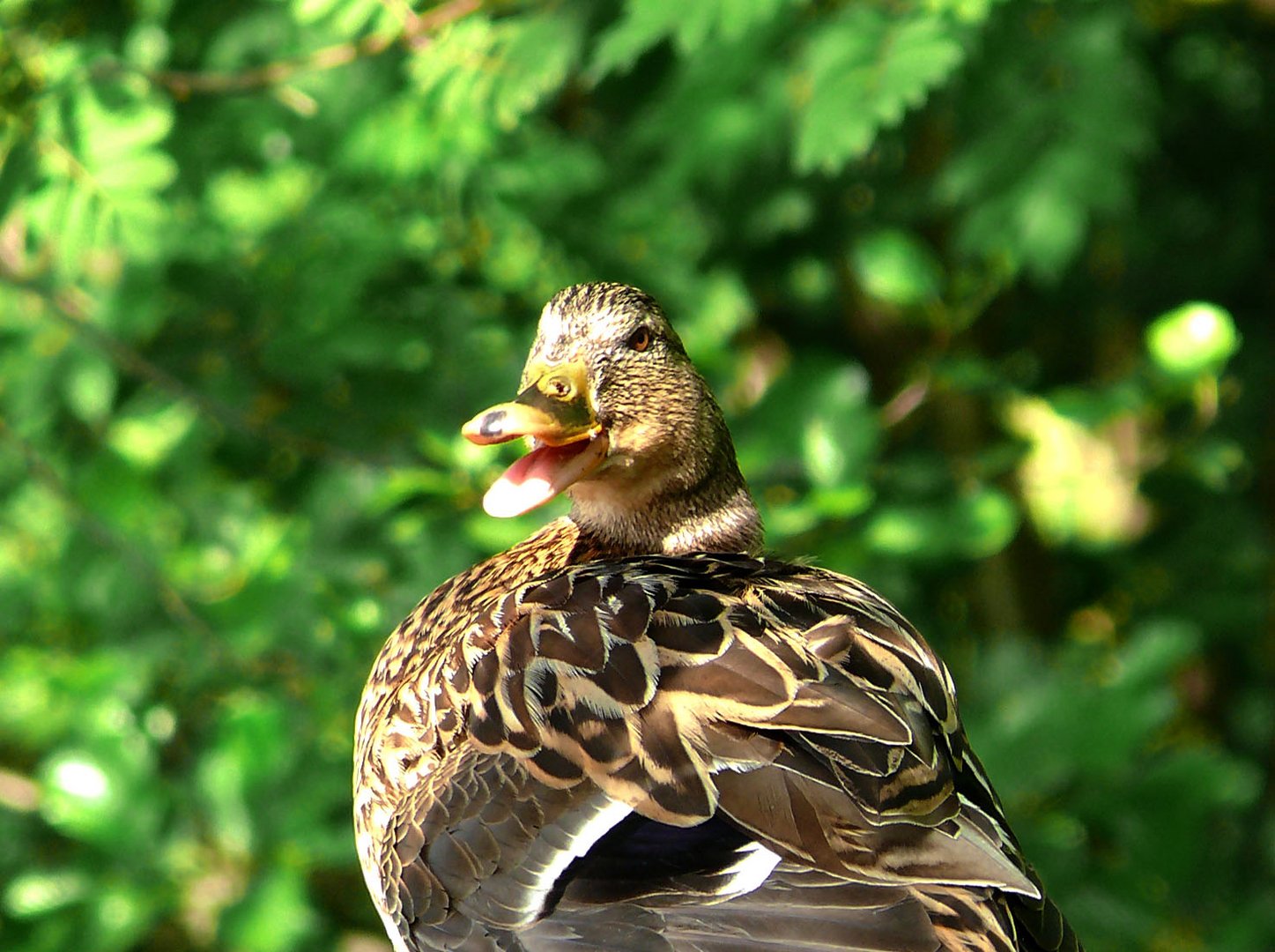 Schnatterinchen