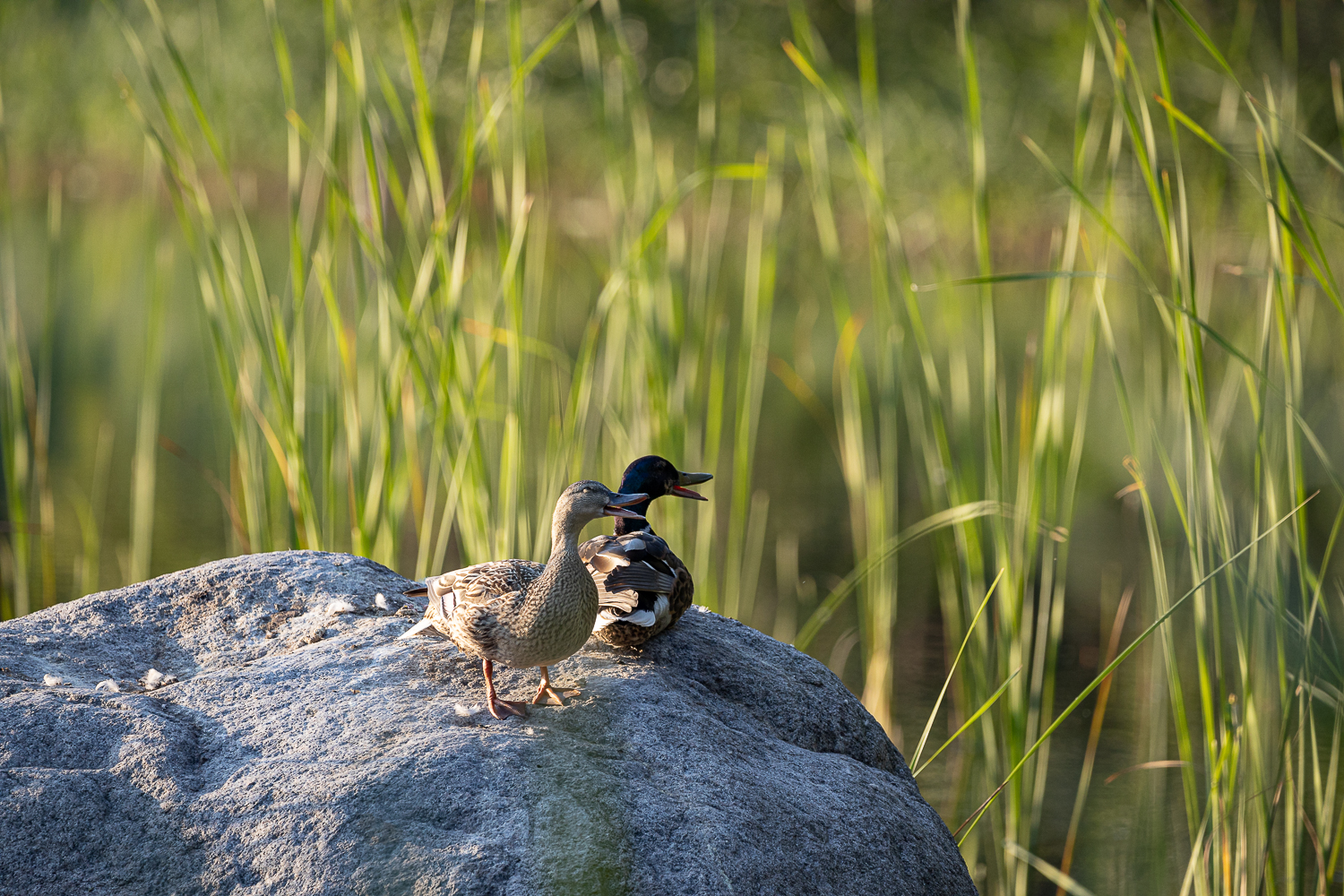 Schnatterinchen in der Abend Sonne