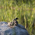 Schnatterinchen in der Abend Sonne