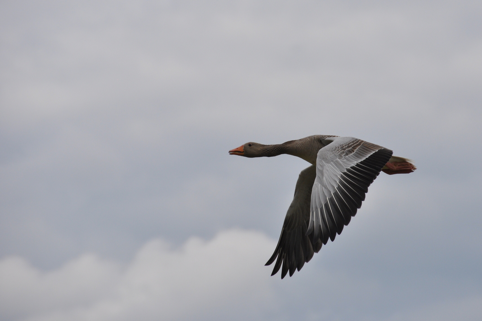 Schnattern auch immer im Flug