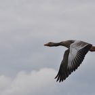 Schnattern auch immer im Flug